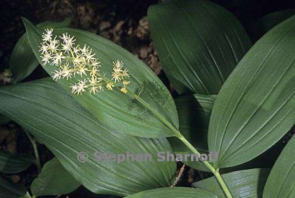 maianthemum racemosum13 graphic